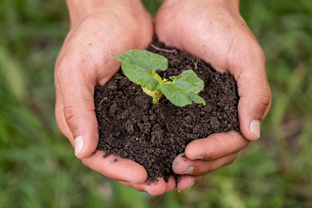 organic fertilizers for crops